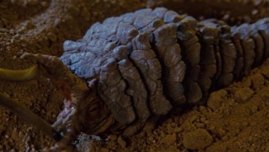 Los romulanos de Star Trek acaban de convertir en arma a una de las especies más aterradoras de la franquicia