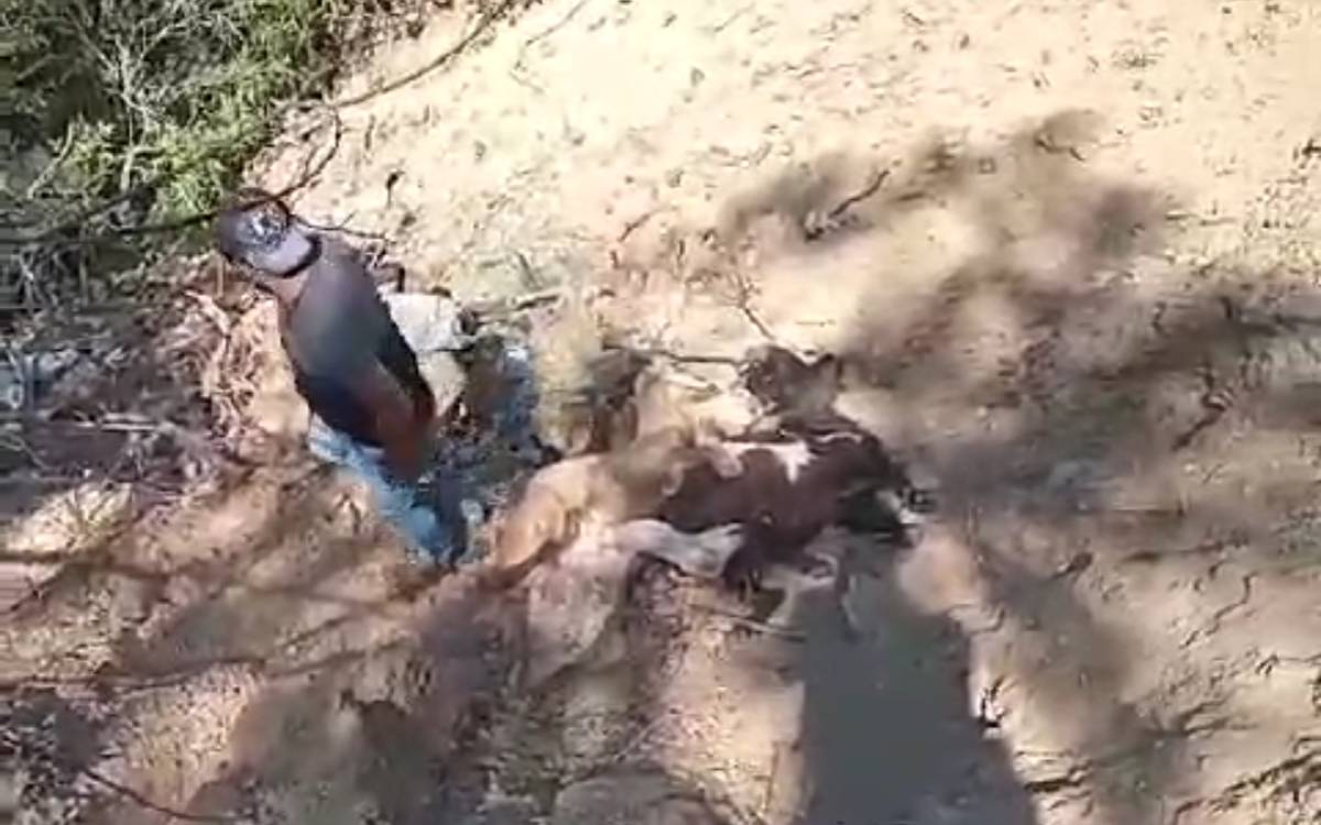 Pobladores de Acatlán, Guerrero, piden a criminales alto a los ataques con drones | Video