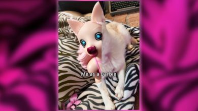 Todos en TikTok están convirtiendo a sus perros en Barbies malditas: cómo obtener el filtro viral