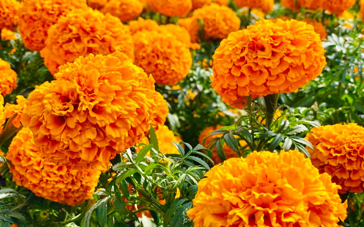 ¡Dale una segunda vida a tus flores cempasúchil! CDMX abre centro de acopio