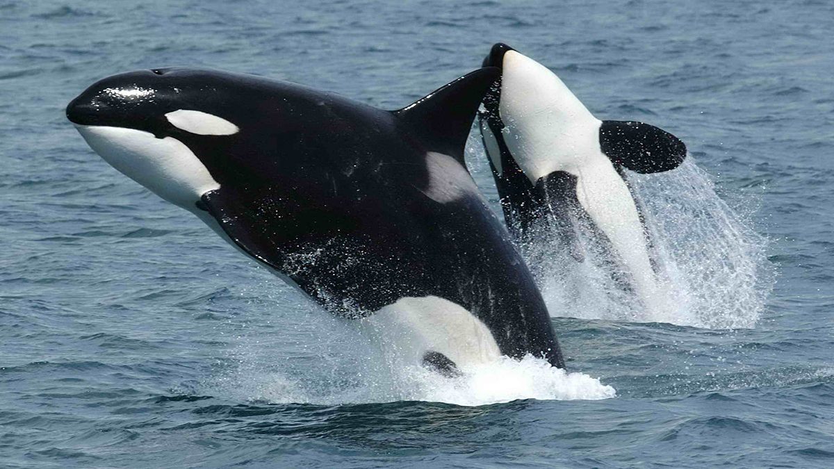 ¡Las orcas atacan! la manada hunde velero en el Estrecho de Gibraltar