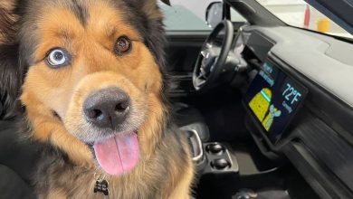 Cómo activar el modo Confort para mascotas en su Rivian EV