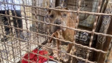 Fotos | Rescatan 13 perros pitbull hacinados en criadero clandestino de Magdalena Contreras