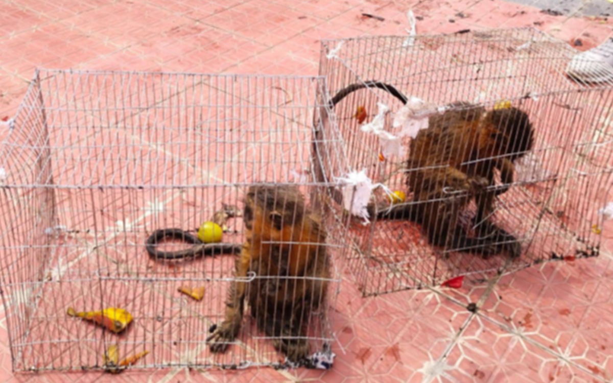 Interpol incauta más de 2 mil animales en peligro de extinción