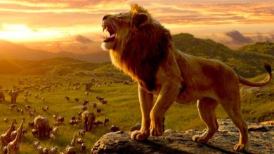 Los problemas del remake de acción real de Disney significan que es probable que Mufasa establezca un récord no deseado del Rey León