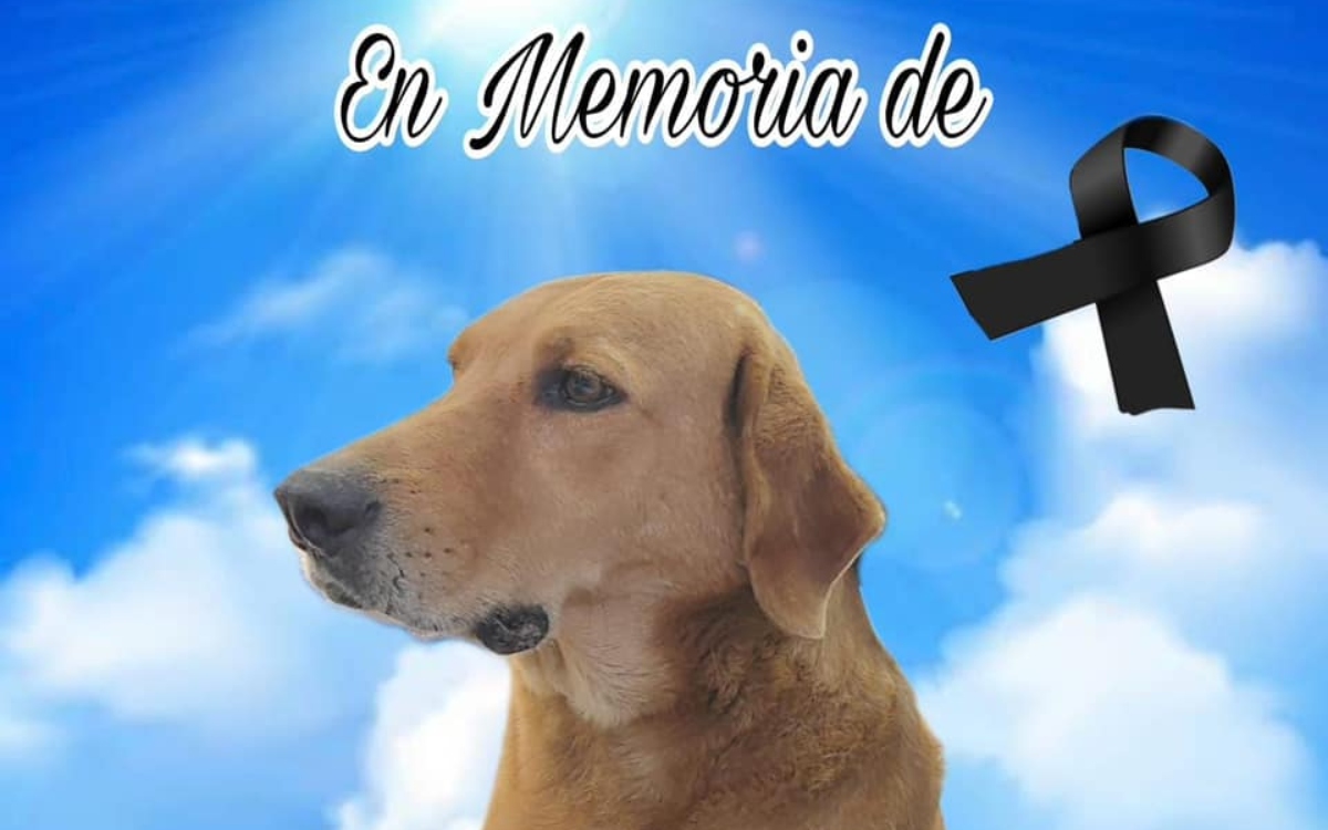 Muere ‘Elektro’, perro adoptado por Elektra, debido a un infarto por pirotecnia