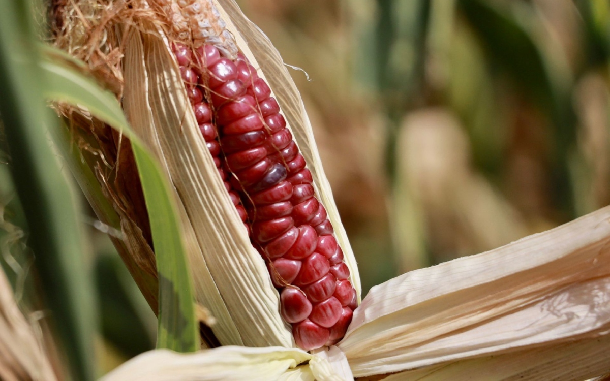 ONGs piden a México que contrademande a EU en conflicto de maíz transgénico