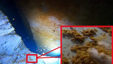 Pilas de acero del Tren Maya contaminan acuíferos: Videos de Selvame