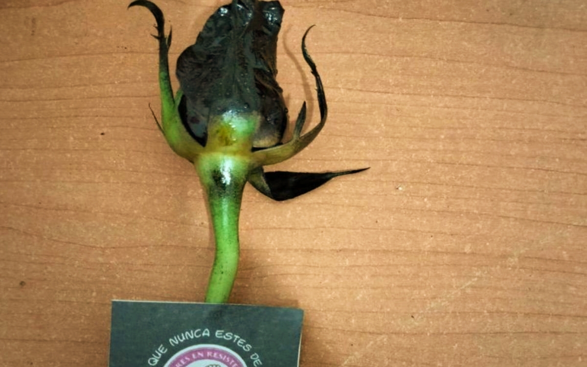 Preparan flores negras para entregar en oficinas públicas de Chiapas