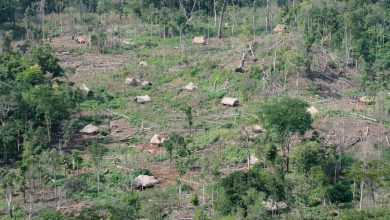 Reserva de la Biósfera Maya en Guatemala se prepara para un año de deforestación sin precedentes