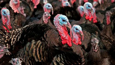 Sacrifican más de 11 mil pavos tras detectarse gripe aviar en Alemania