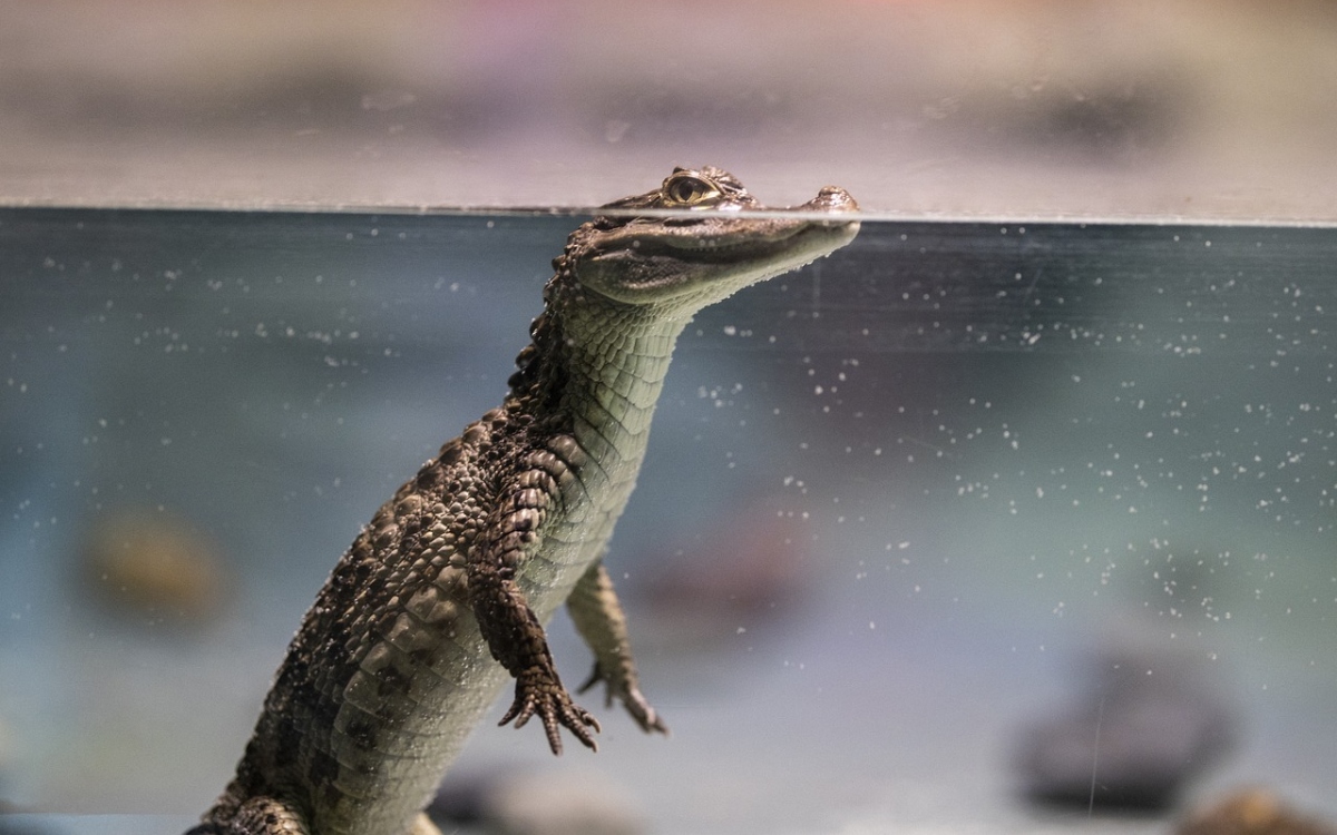 Tailandia: Denuncian granjas que despellejan cocodrilos vivos para comerciar sus pieles