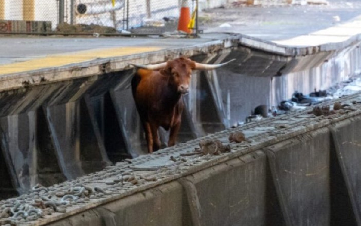 Toro salta a vías e interrumpe servicio | Videos