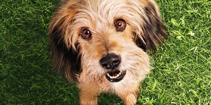 Tráiler y póster de Benji: Netflix reinicia la película clásica sobre perros