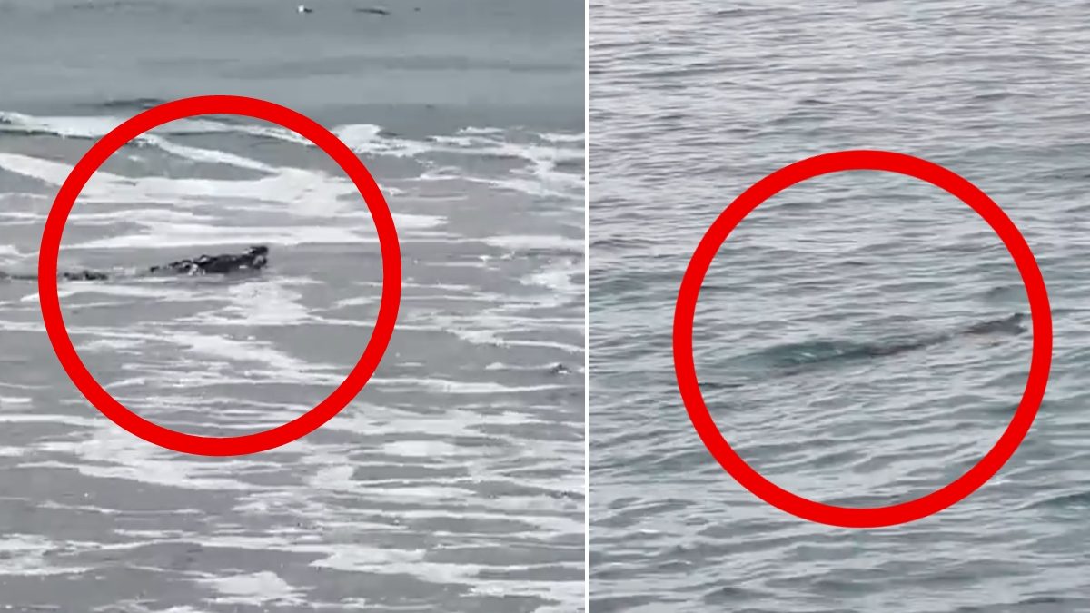 Videos | Cocodrilos sorprenden a turistas en Ixtapa Zihuatanejo; autoridades emiten alerta