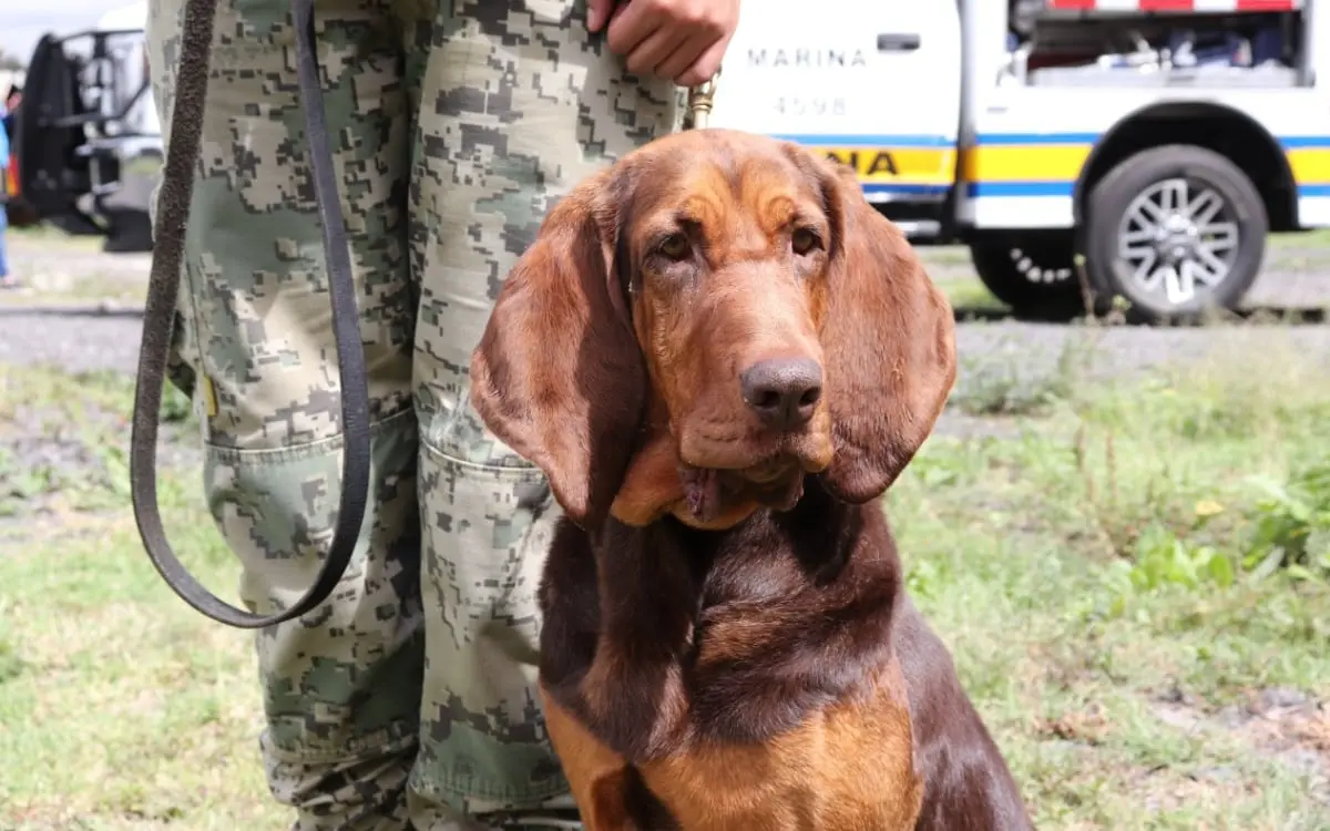¡Adiós, Max! Se jubila la perrita que rastreó a Caro Quintero en 2022 | Video
