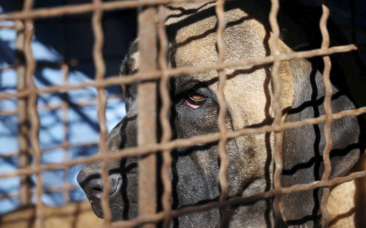 Consumo de perros: una práctica vigente en países asiáticos como China y Vietnam