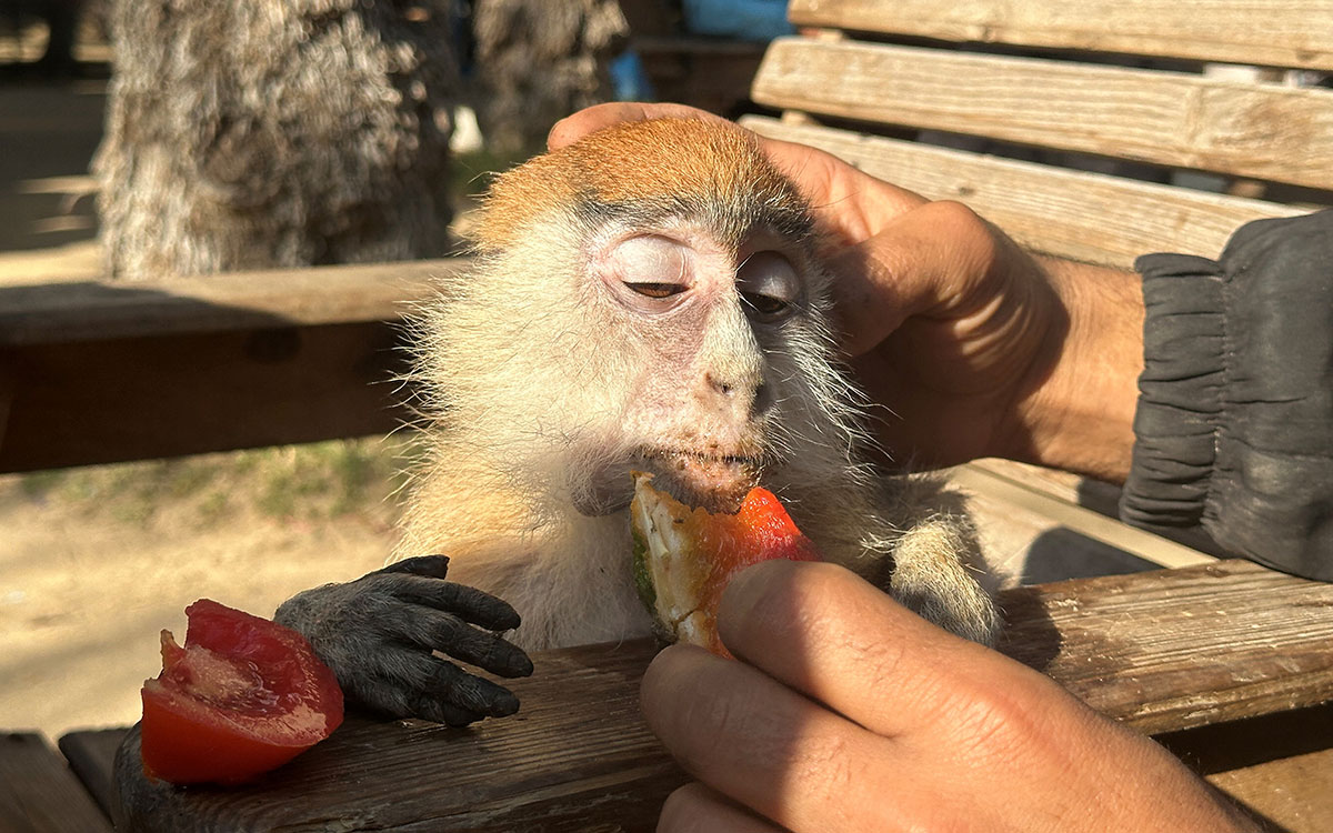 El hambre golpea a animales y personas en zoológico de Gaza
