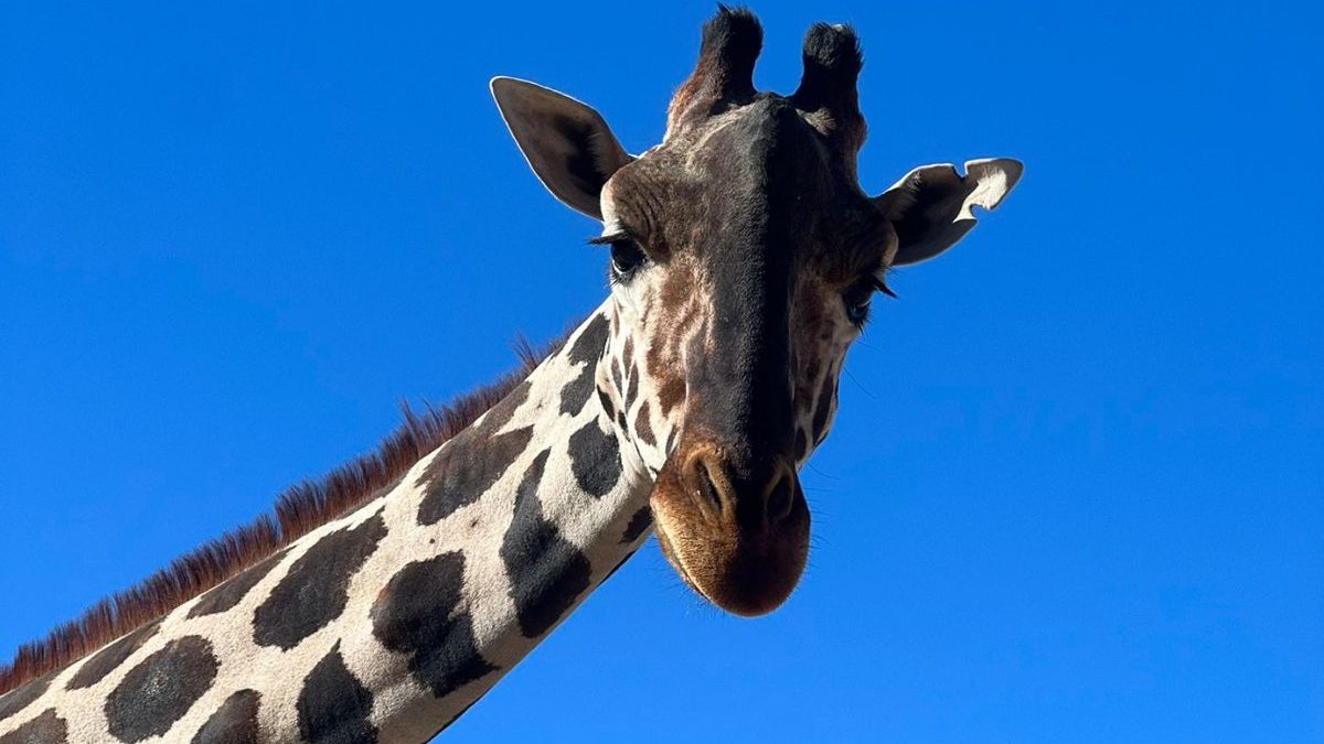 Jirafa Benito dejará Parque Central e irá a Africam Safari Puebla