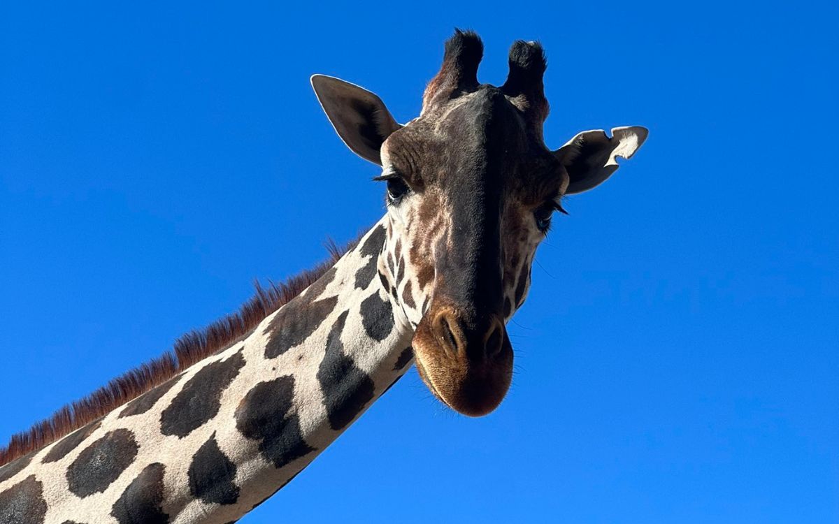 Jirafa Benito dejará Parque Central e irá a Africam Safari Puebla