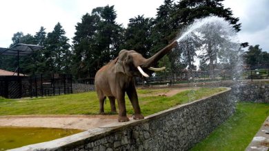 Muere elefante Ted a los 60 años, conocido por mojar a visitantes de zoológico en Edomex
