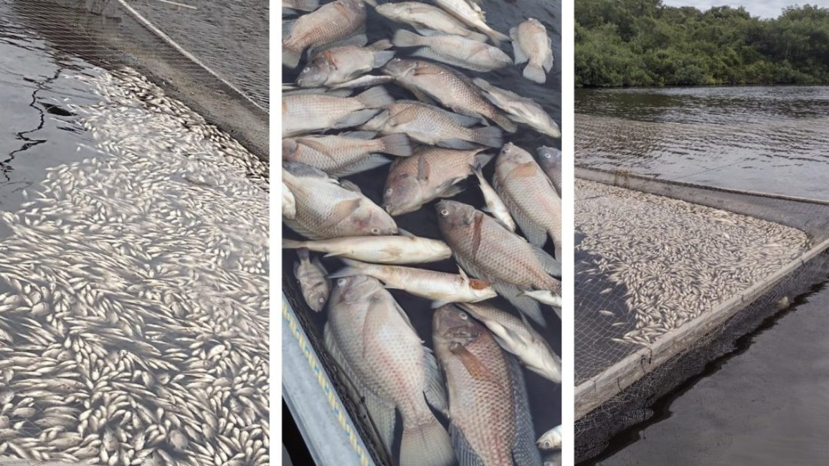 Mueren 90 mil mojarras en Veracruz por contaminación