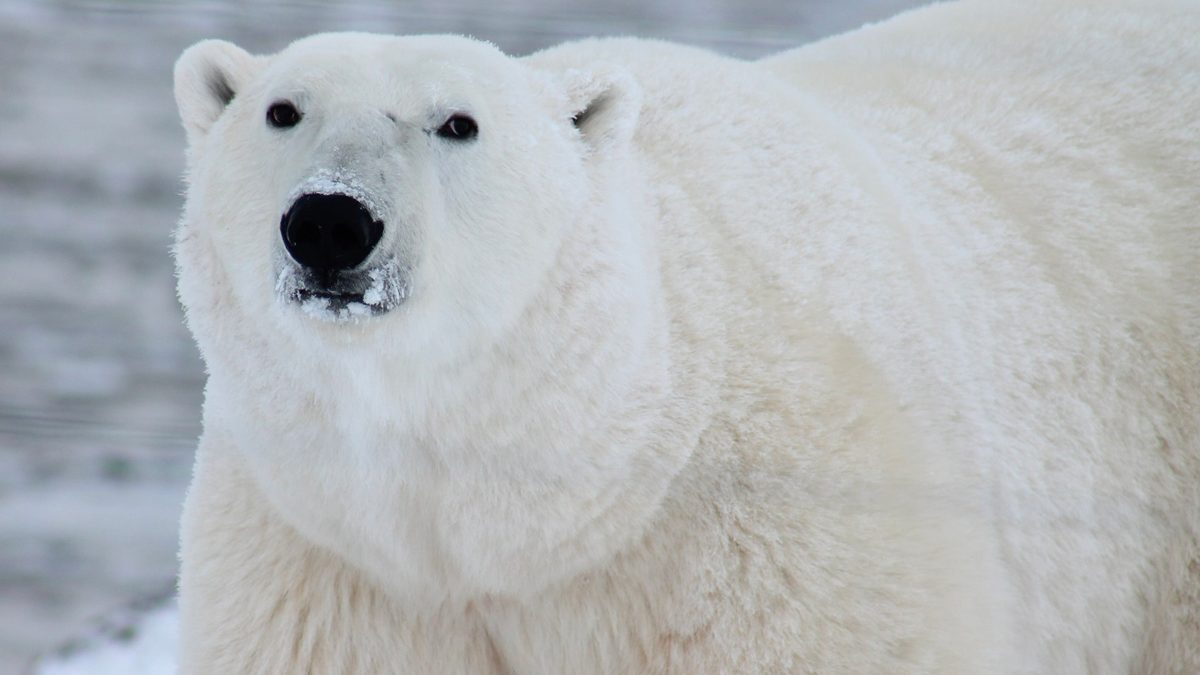 Oso polar muere por gripe aviar en Alaska; el primer caso en su especie