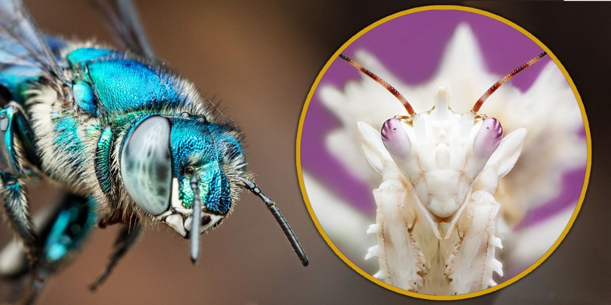 Un clásico de Pixar cobra vida en imágenes exclusivas de A Real Bug's Life de National Geographic