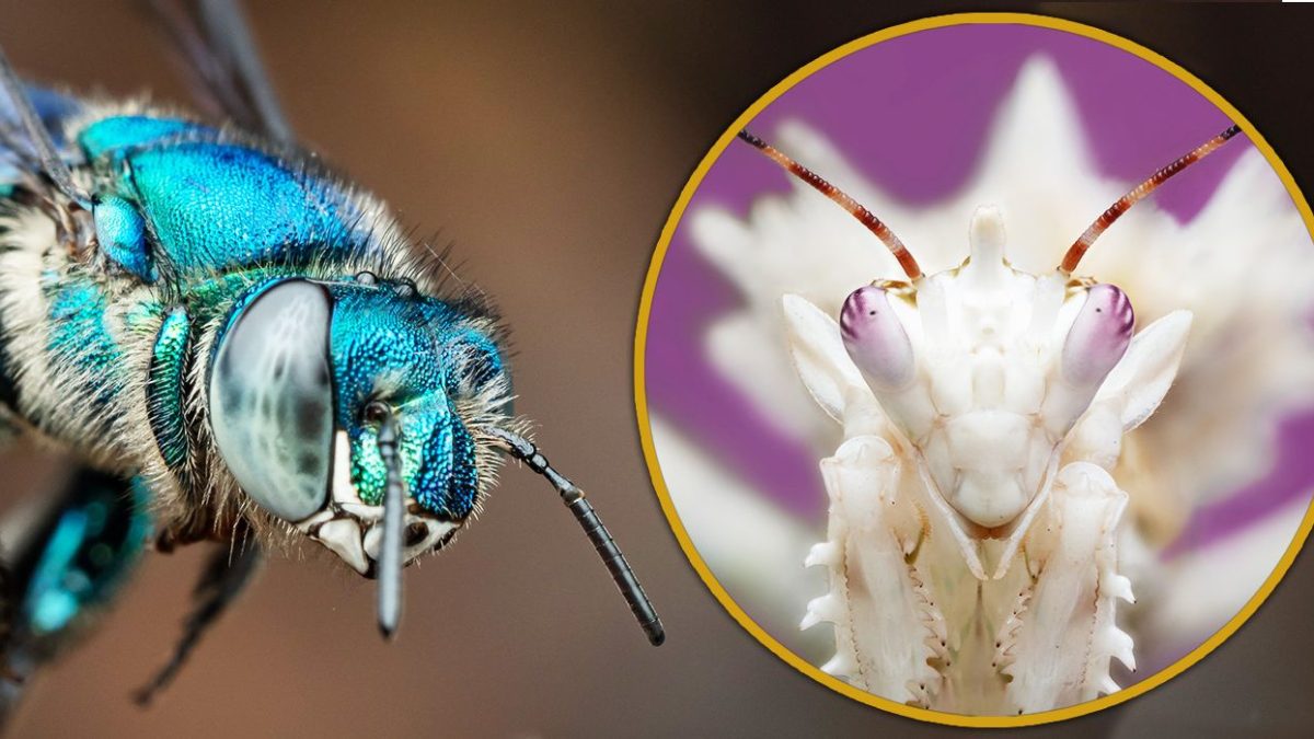 Un clásico de Pixar cobra vida en imágenes exclusivas de A Real Bug's Life de National Geographic