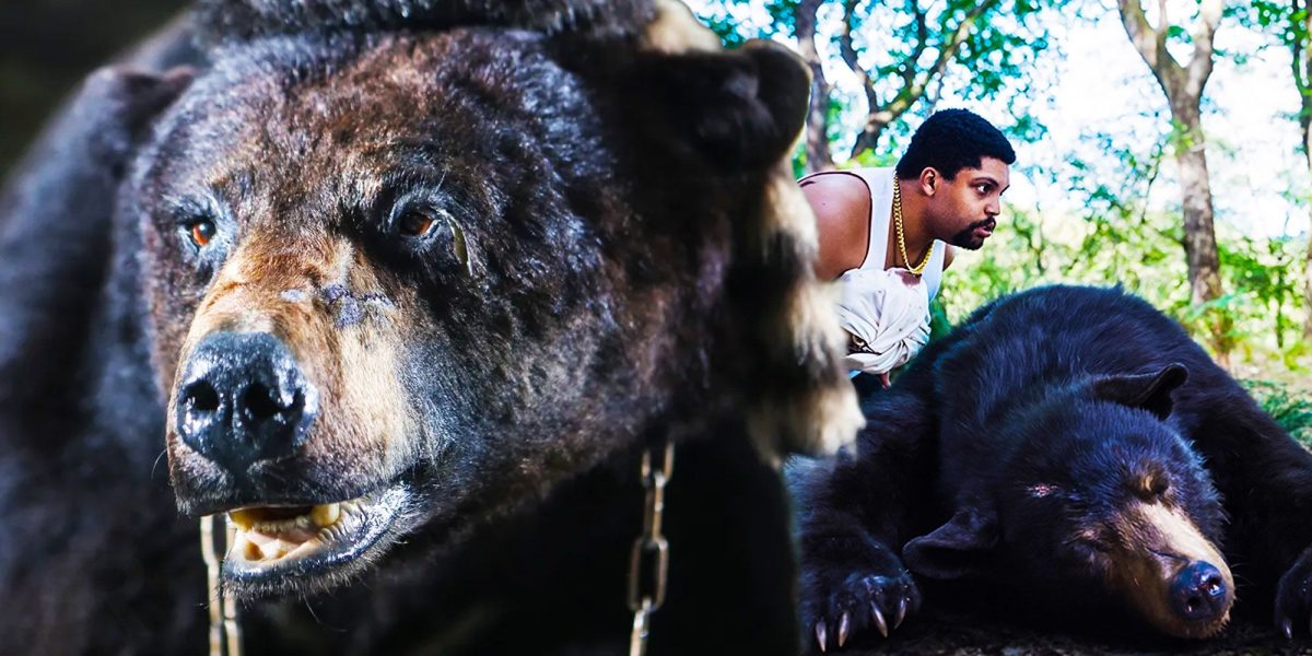 ¿El verdadero oso de la cocaína realmente mató a alguien?
