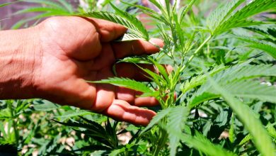 Desmiente Cofepris supuesta autorización para cultivo de cannabis en Oaxaca