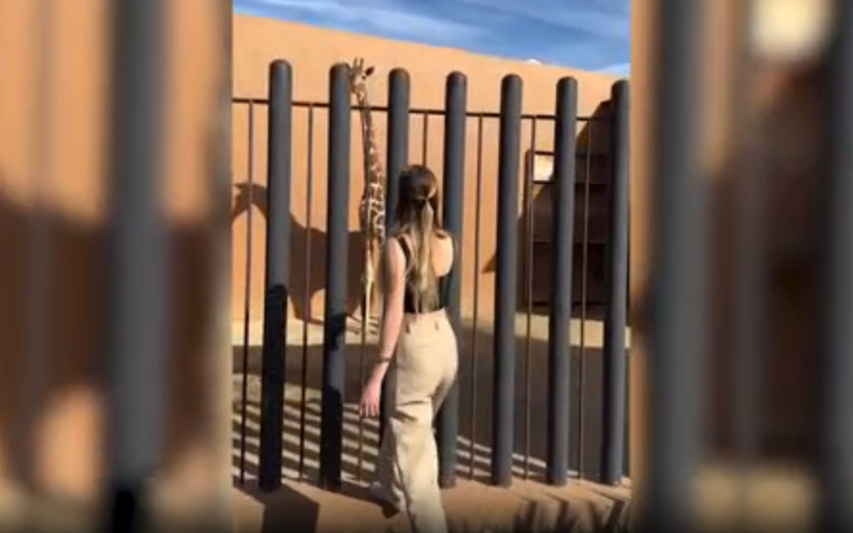 Organización ‘Salvemos a Benito’ critica que Nirvana Hank tenga una jirafa