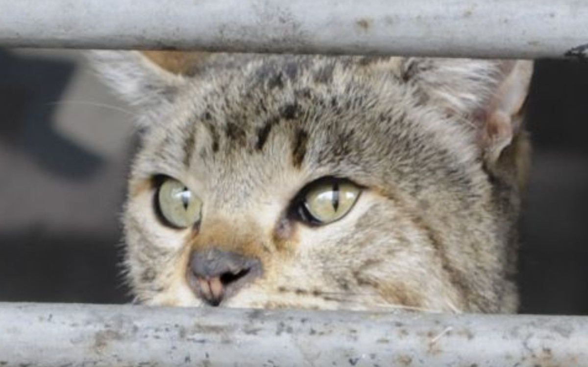 Profepa confirma muerte de 9 felinos en Veracruz: son gatos domésticos y no tigrillos, apuntan