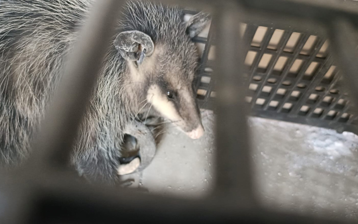 SSC rescata a tlacuache en alcaldía Álvaro Obregón