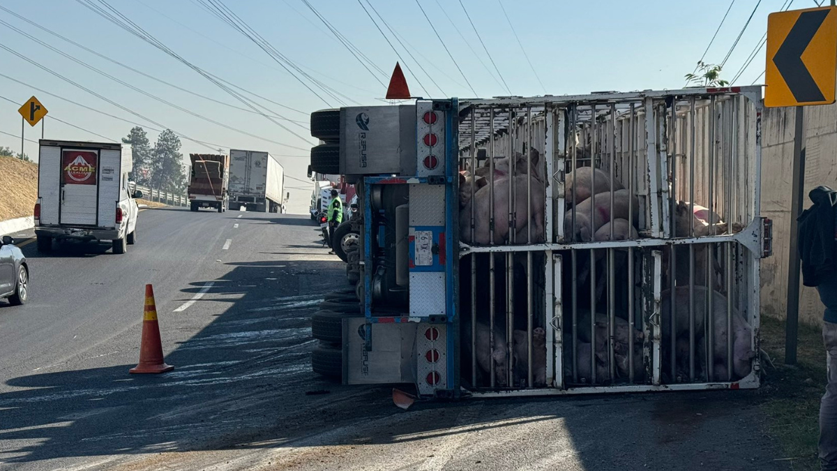 Tráiler cargado con cerdos vuelca en el Circuito Exterior Mexiquense; varios mueren