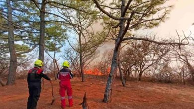 Videos | Incendio consume parte del polígono de la Zona Arqueológica de Monte Albán