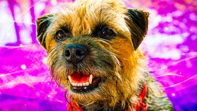 ¿Qué tipos de perros hay Reggie y los otros personajes principales en Strays?