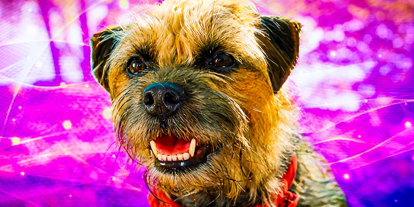 ¿Qué tipos de perros hay Reggie y los otros personajes principales en Strays?