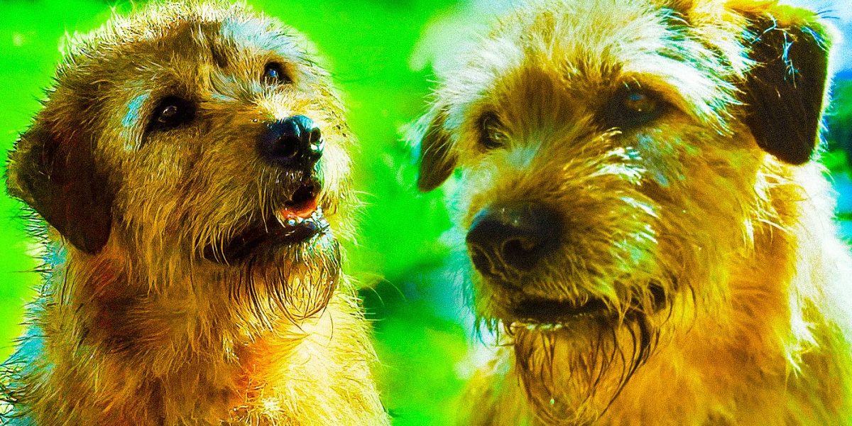 ¿Qué pasó con el perro después del Rey Arturo en la vida real?