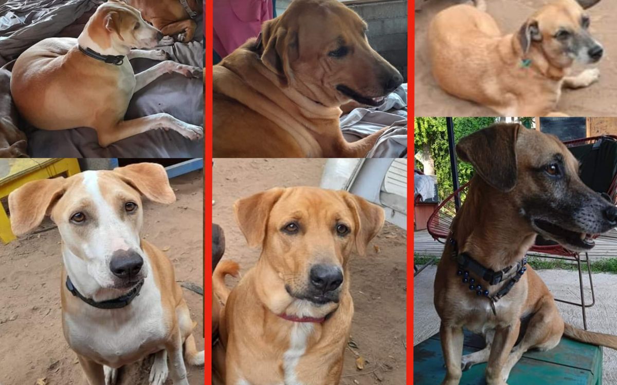 Buscan a perros de mujer canadiense asesinada durante asalto en Querétaro