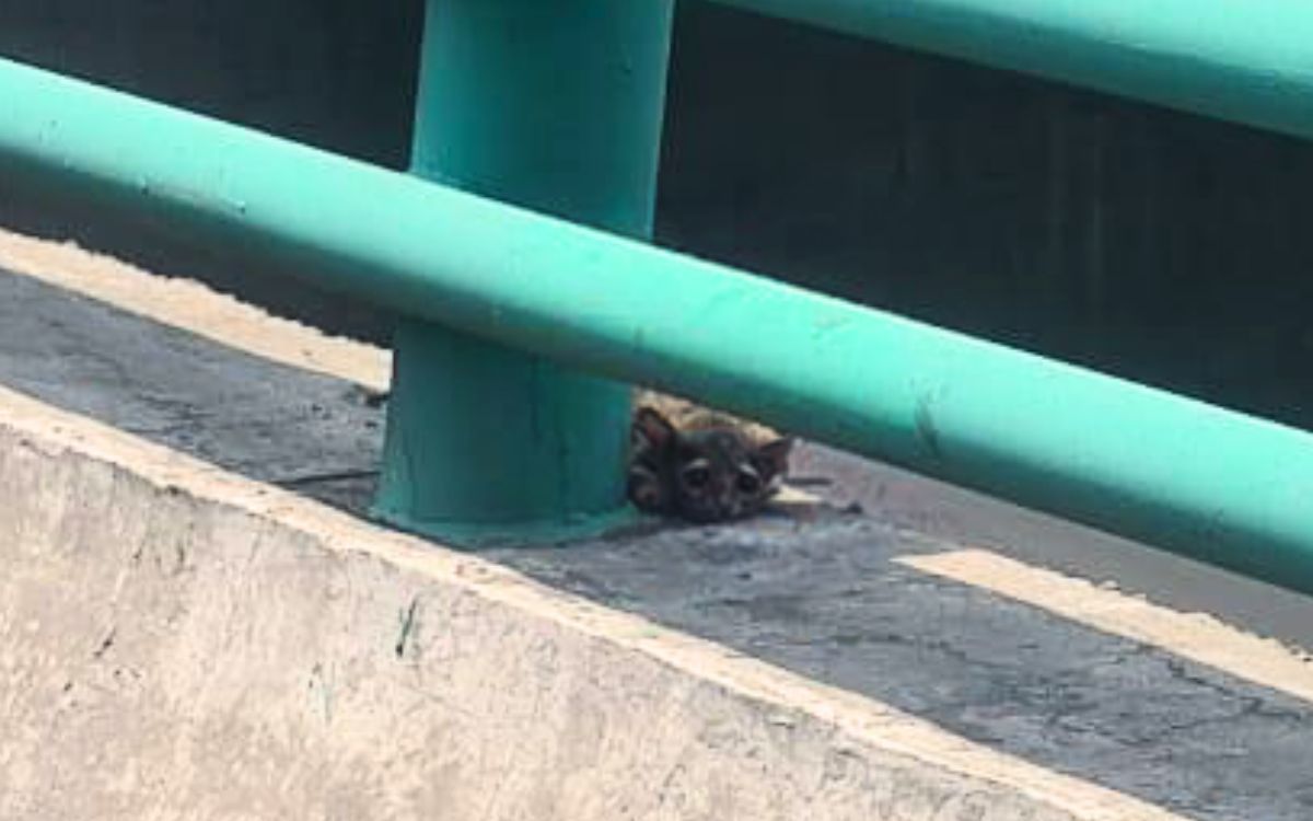 CDMX: Rescatan a cacomixtle herido en el segundo piso del periférico | Video