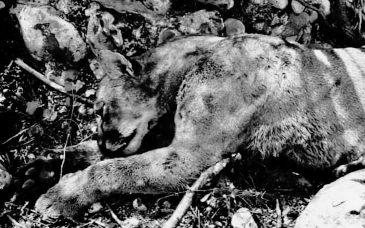 Campesino lucha a muerte contra puma en Tamaulipas