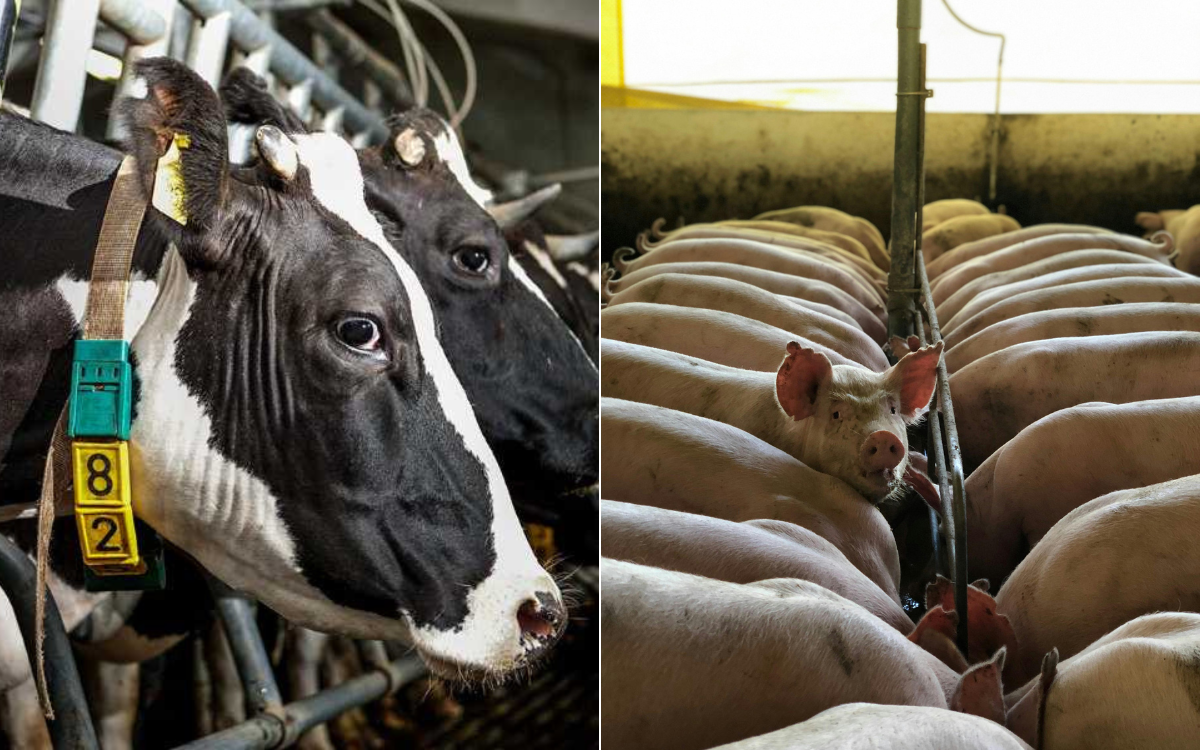 Día Mundial Sin Carne | ¿Sabías que casi el 20% de los mexicanos no come carne?