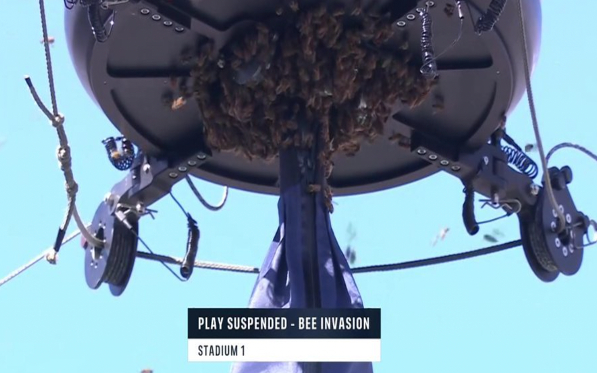 Indian Wells: Suspenden duelo Alcaraz vs. Zverev por una repentina invasión de abejas | Video