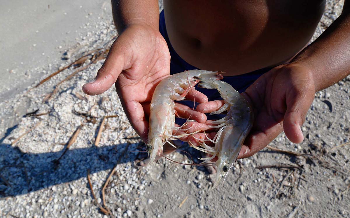 Inició veda de camarón en el océano Pacífico