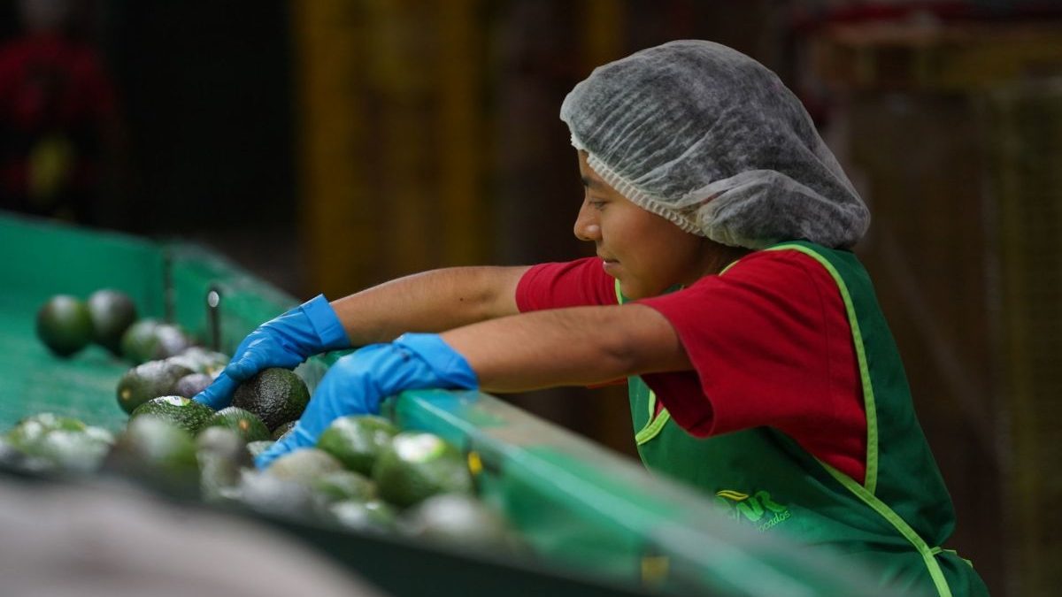 Se han creado 265 mil nuevos empleos en 2024: IMSS