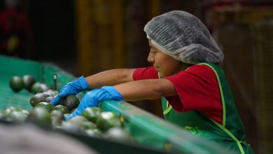 Se han creado 265 mil nuevos empleos en 2024: IMSS