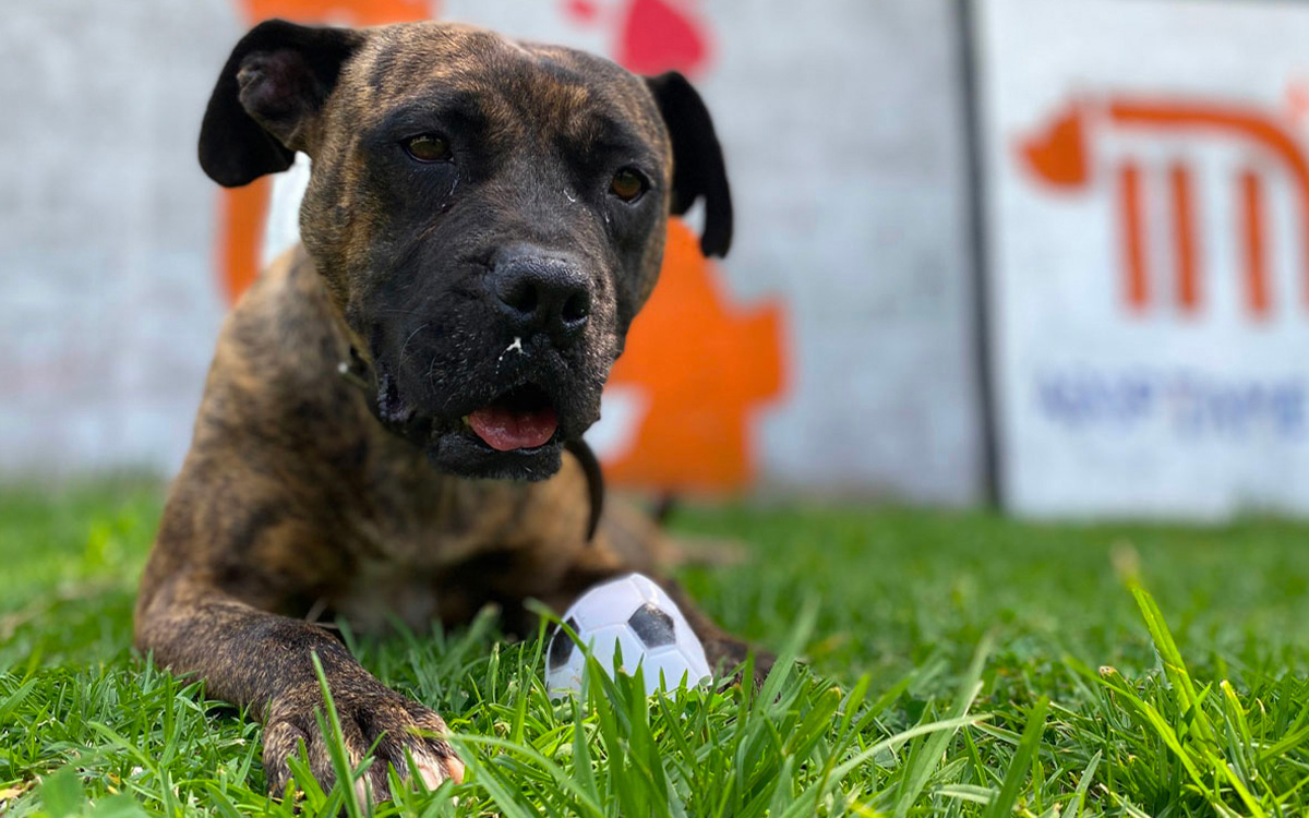 ¿Puedo llevar a mi mascota en el Metro? Esto dice la ley
