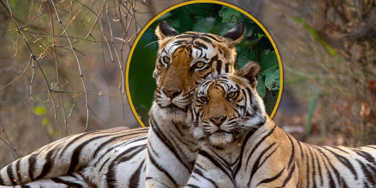 Los directores de Tiger, Mark Linfield y Vanessa Berlowitz, hablan sobre cómo hacer un documental sobre la naturaleza que no has visto antes