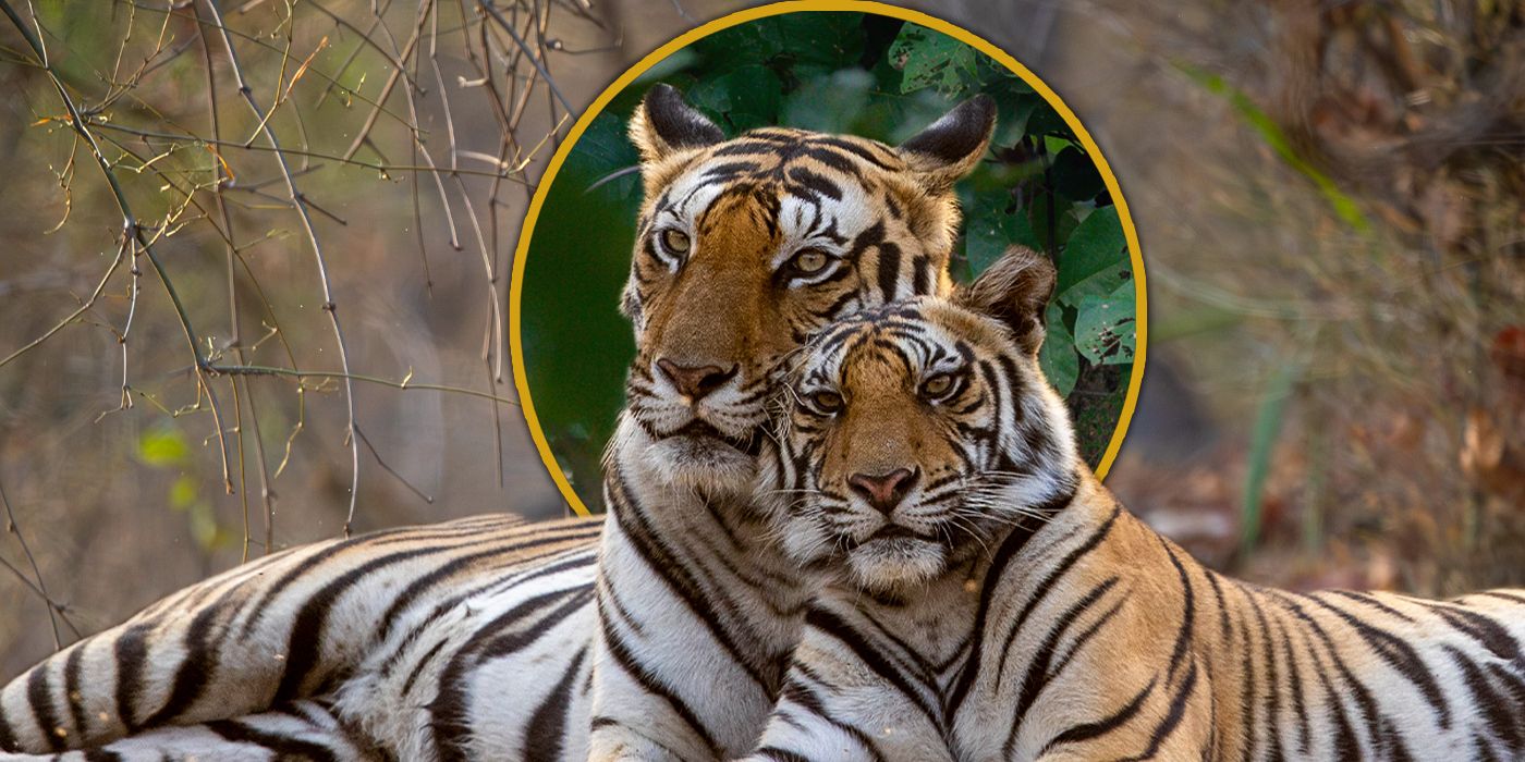 Los directores de Tiger, Mark Linfield y Vanessa Berlowitz, hablan sobre cómo hacer un documental sobre la naturaleza que no has visto antes